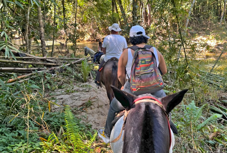 Paraty: 3-Hour Rainforest Horseback Ride - Highlights of the Ride