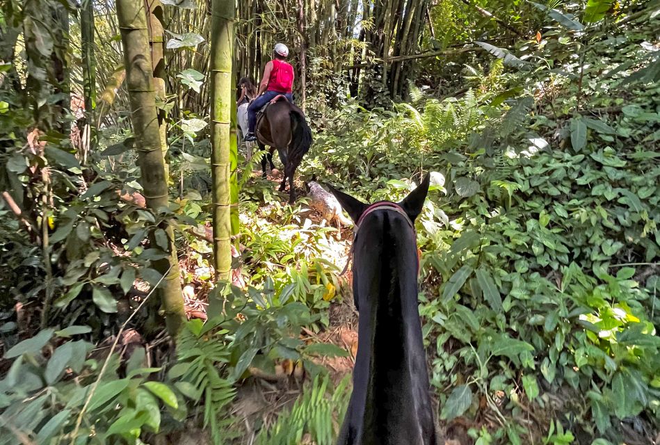 Paraty: 3-Hour Rainforest Horseback Ride - Tips for a Great Experience