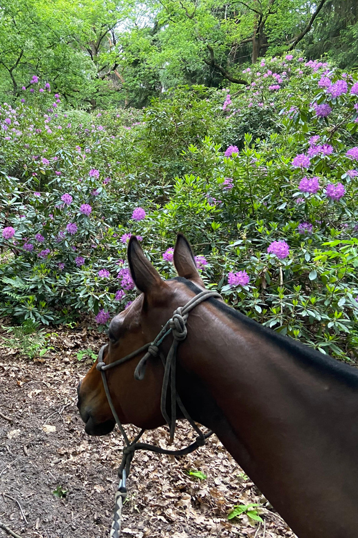 Paris: Aumont-en-Halatte Horseback Riding Tour - Suitability and Restrictions