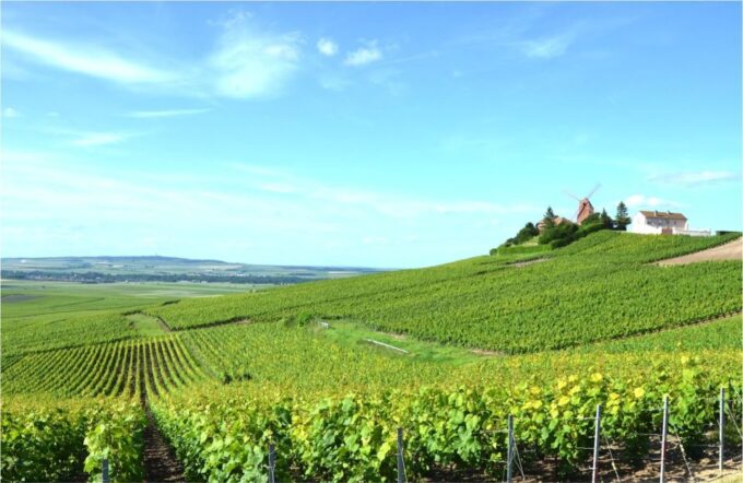 Paris: Private Day Trip to Champagne With 8 Tastings & Lunch - Customer Reviews and Ratings