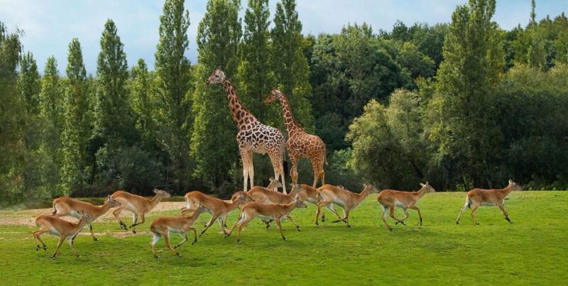 Paris: Thoiry Castle and Safari Park Private Tour - Wildlife Experience