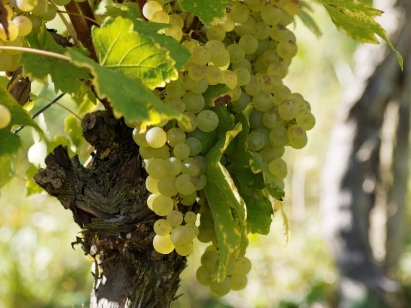 Paris VIP: Burgundy Wine Region Chauffeur Driven Tour 14 Hrs - Key Points