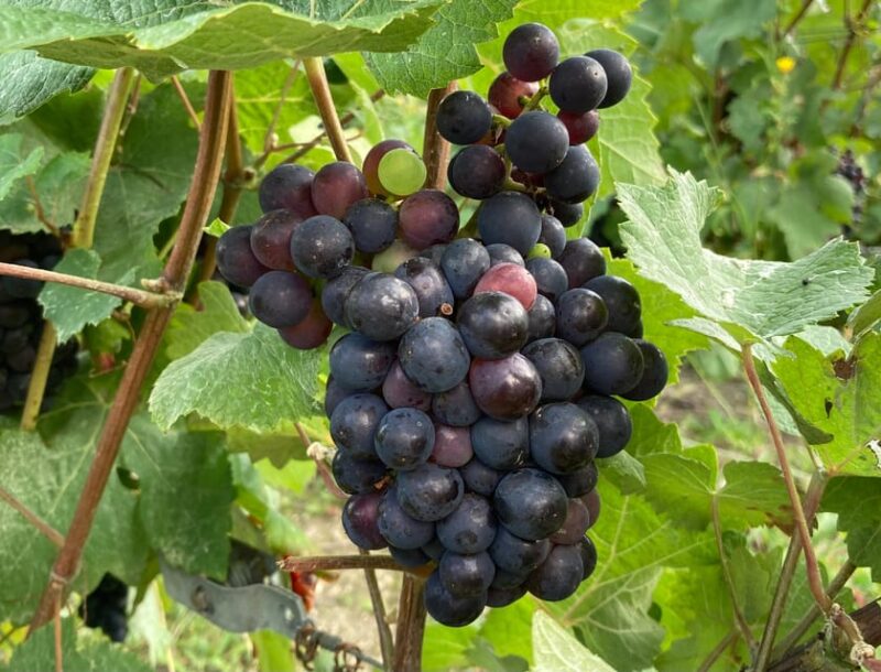 Paris Wine Day Tours All Inclusive Champagne Tour From Paris - Included Features