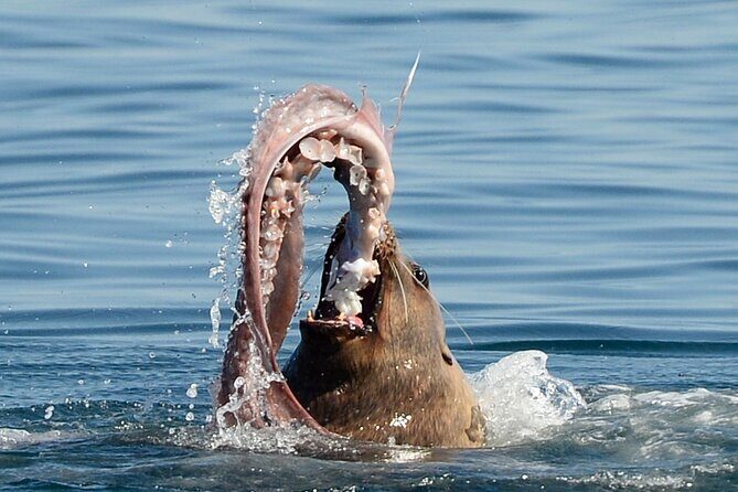 Parksville Half Day Whale and Wildlife Adventure - The Bottom Line: Is It Worth It?