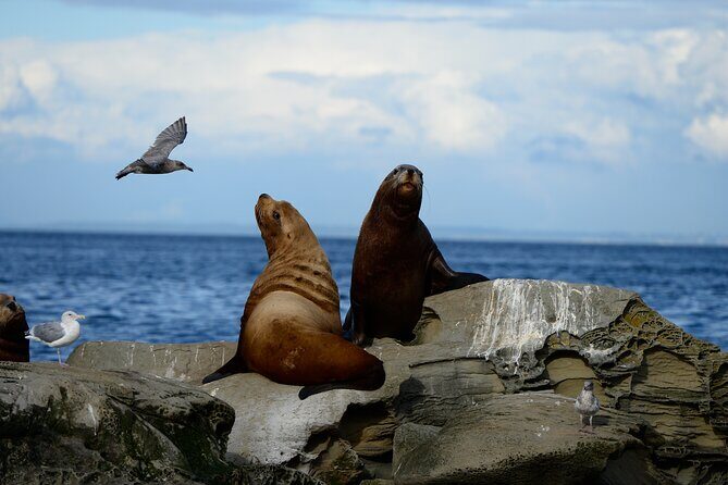 Parksville Half Day Whale and Wildlife Adventure - Frequently Asked Questions