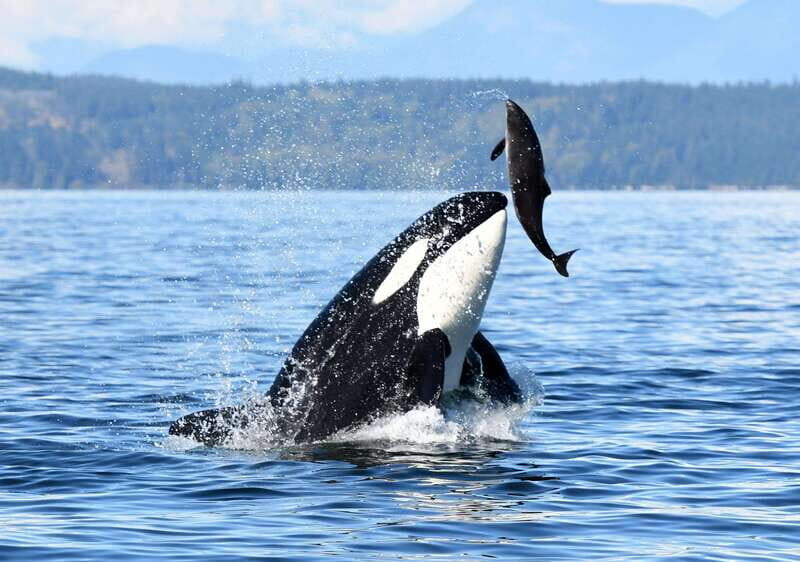 Parksville: Half-Day Whale and Wildlife Adventure - The Practical Side: What to Expect and Prepare