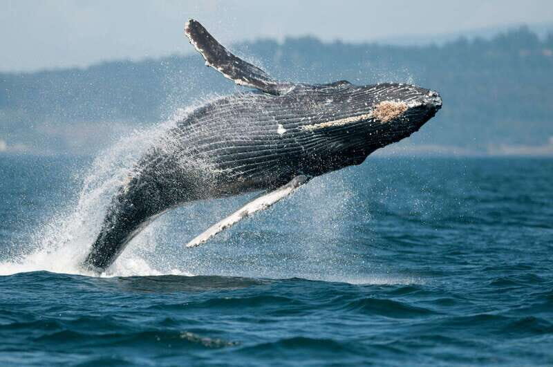 Parksville: Half-Day Whale and Wildlife Adventure - Why This Tour Stands Out