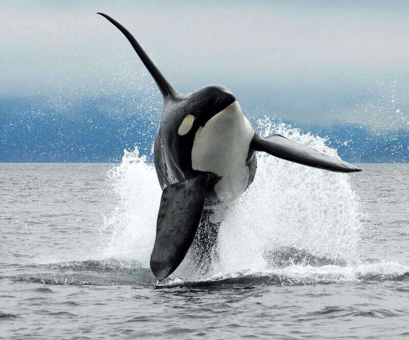 Parksville: Half-Day Whale and Wildlife Adventure - Frequently Asked Questions (FAQs)