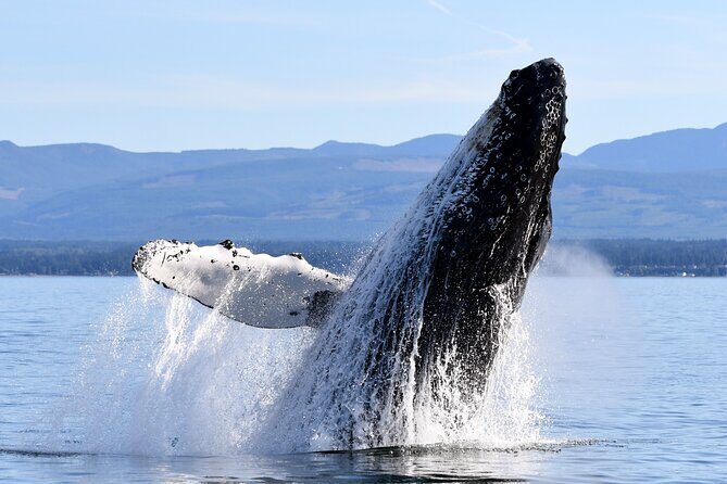 Parksville Sunset Whale and Wildlife Adventure - What to Expect from the Tour