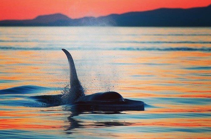 Parksville Sunset Whale and Wildlife Adventure - Authentic Encounters and Genuine Reviews