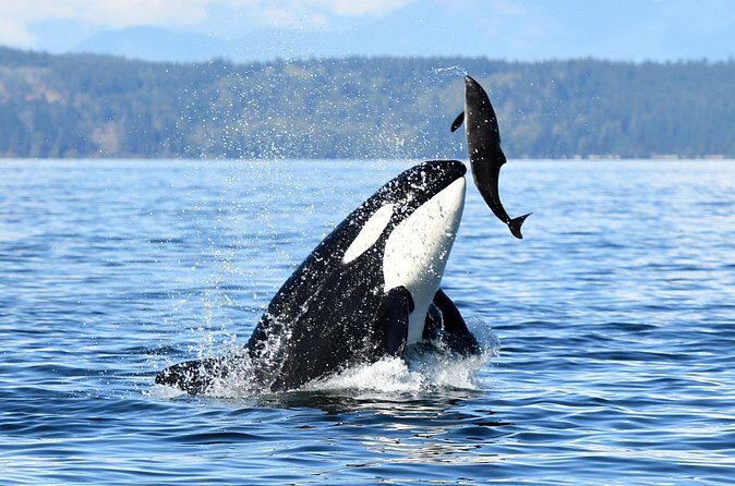 Parksville Sunset Whale and Wildlife Adventure - Practical Details and Tips