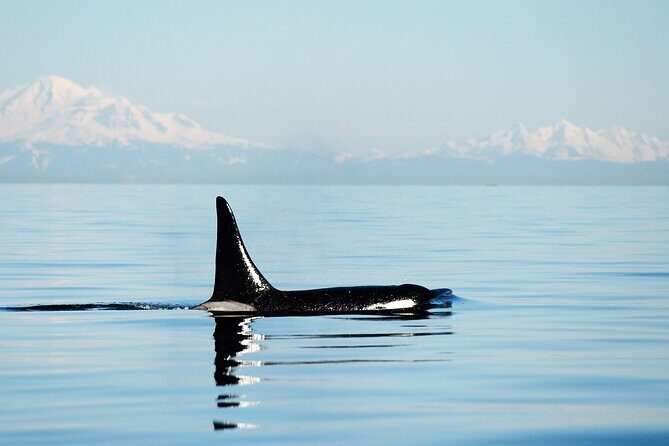 Parksville Sunset Whale and Wildlife Adventure - Who Should Consider This Tour