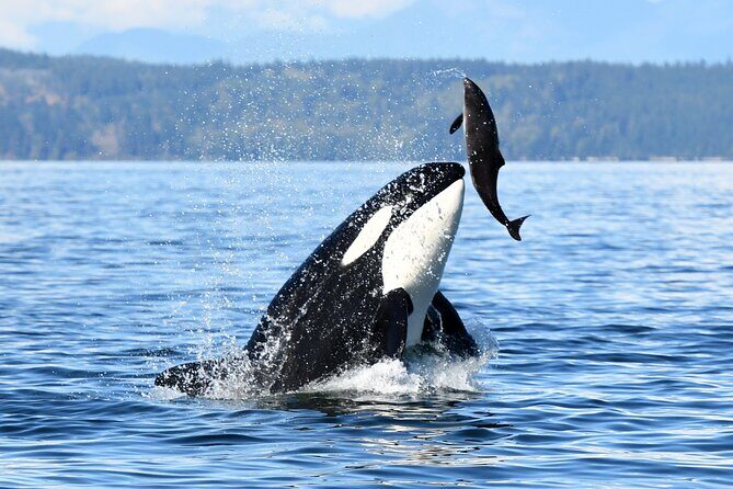 Parksville Sunset Whale and Wildlife Adventure - The Sum Up