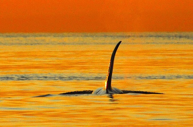 Parksville Sunset Whale and Wildlife Adventure - Frequently Asked Questions