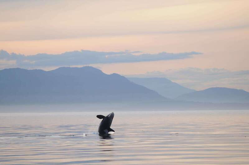 Parksville: Sunset Whale and Wildlife Adventure - Key Points
