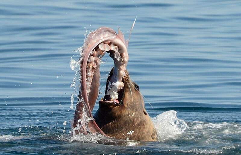 Parksville: Sunset Whale and Wildlife Adventure - FAQ