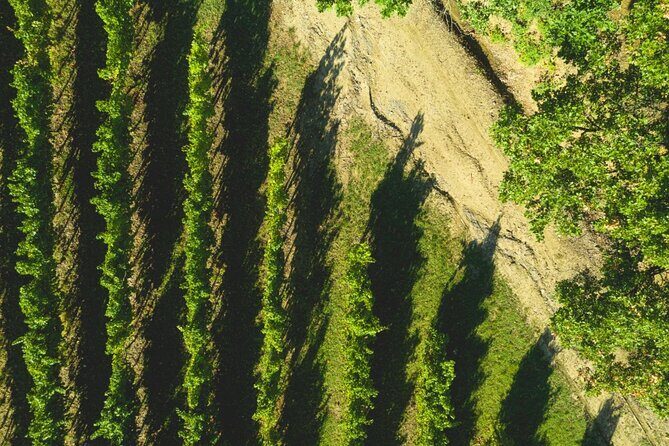 Parma Hills and Wine Tasting with Food Platter - Key Points