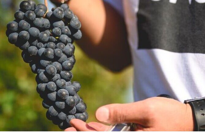 Parma Hills and Wine Tasting with Food Platter - Final Thoughts