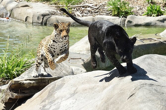 Parrot World Immersive Wildlife Park Entry Ticket Next to Paris - Dining Options