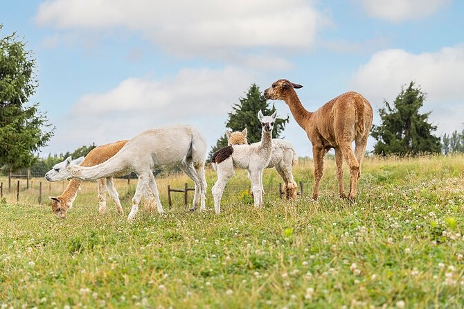 Parrot World Immersive Wildlife Park Entry Ticket Next to Paris - Practical Information