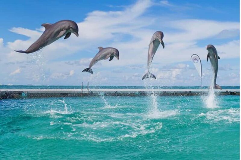 Party Boat / Fiesta En Catamarán En Punta Cana / Free Drinks - The Value Proposition