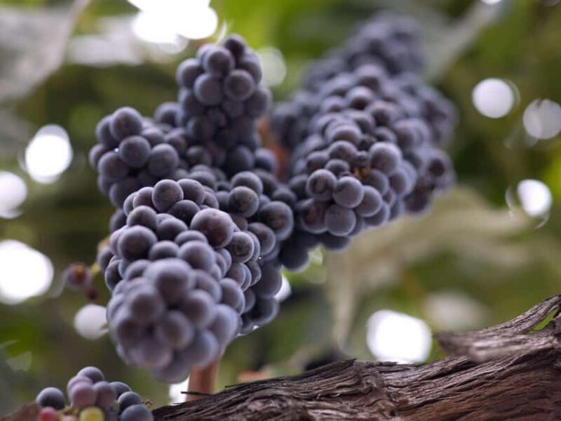 Paso Robles & Atascadero: 3-Winery Tour Including Lunch - The Sum Up