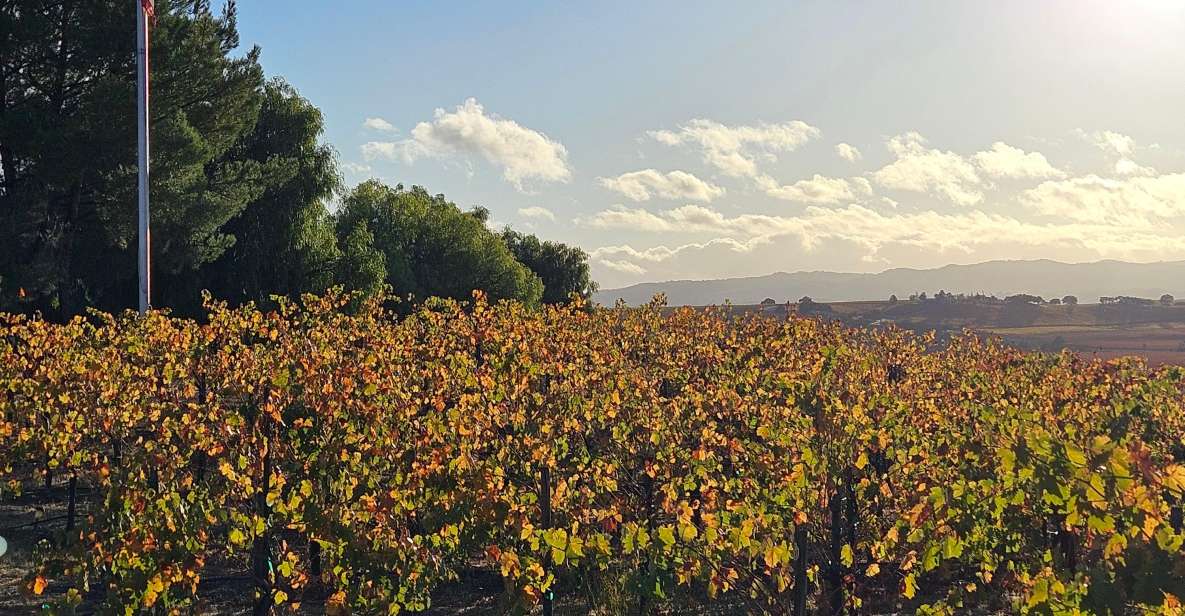 Paso Robles Full-Day Winery Tour With Picnic - Picnic Lunch Options