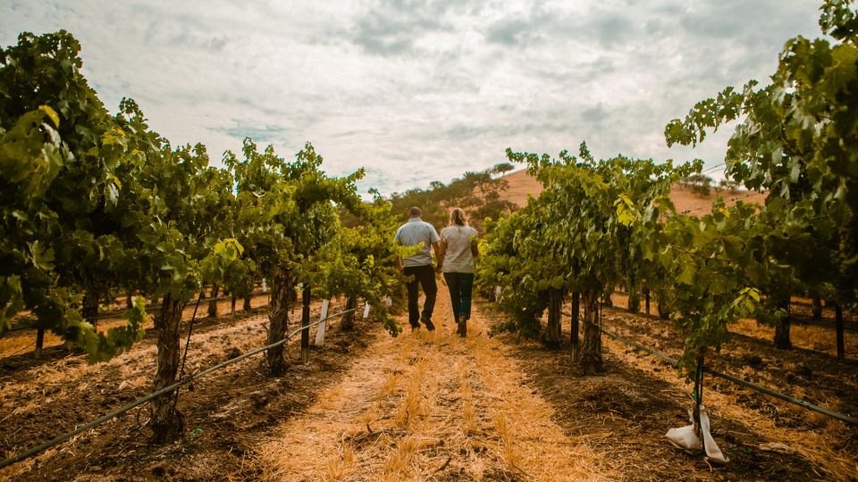 Paso Robles: Wine Country Sightseeing Tour by Sidecar - Important Information