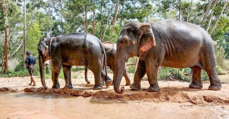 Patong: Ethical Elephant Eco Guide Walk & Forage Tour - Itinerary and Activities