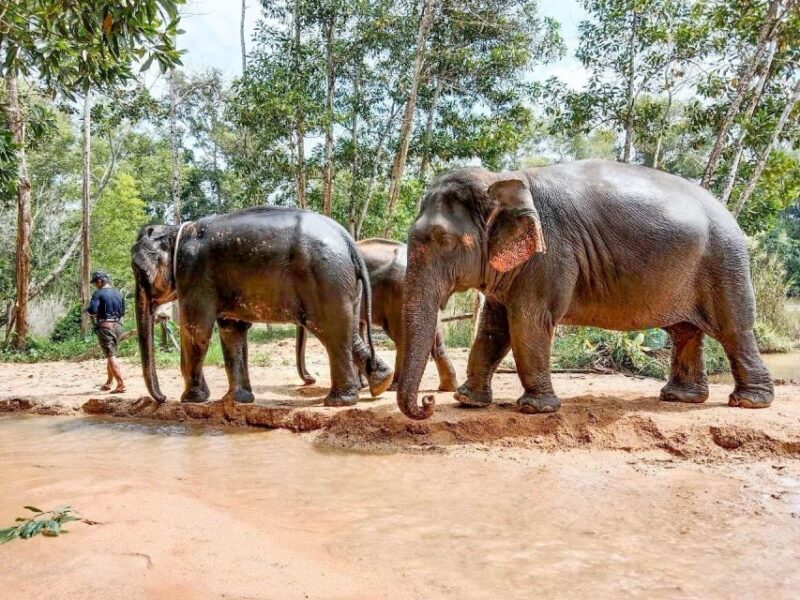 Patong: Ethical Elephant Eco Guide Walk & Forage Tour - Experience and Education