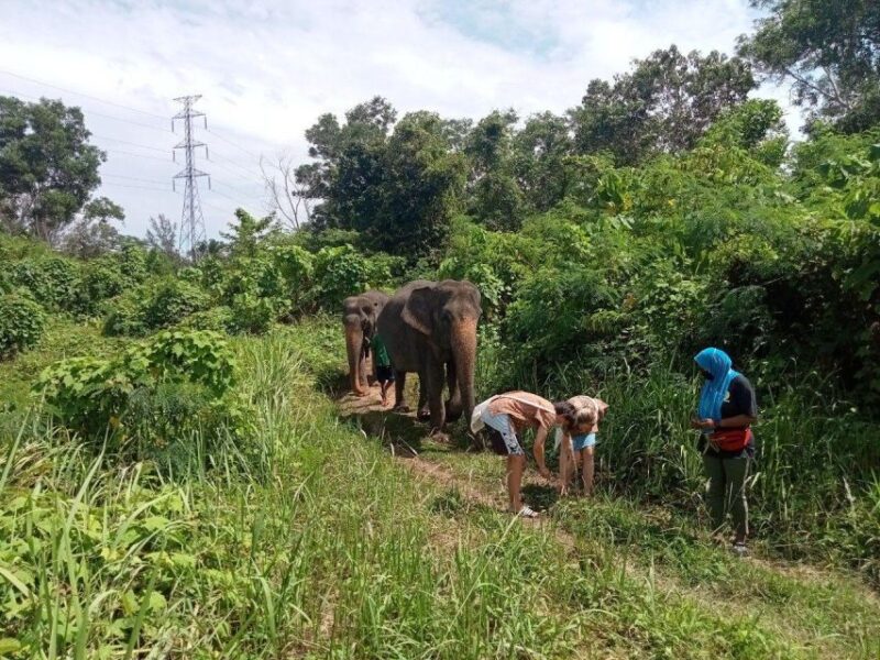Patong: Ethical Elephant Eco Guide Walk & Forage Tour - Important Information and Customer Feedback