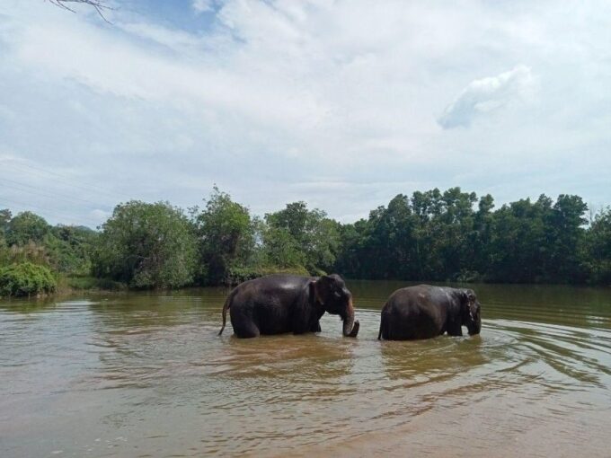 Patong: Ethical Elephant Eco Guide Walk & Forage Tour - Exploring the Elephants Forest Home
