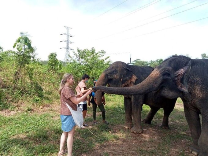Patong: Ethical Elephant Eco Guide Walk & Forage Tour - Connecting With the Mahouts and Elephants