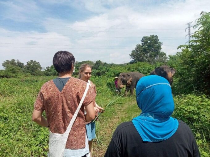 Patong: Ethical Elephant Eco Guide Walk & Forage Tour - Frequently Asked Questions