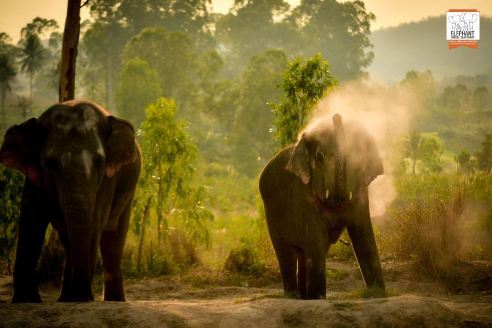 Pattaya: Elephant Jungle Sanctuary Feeding Experience - Ethical Elephant Encounters