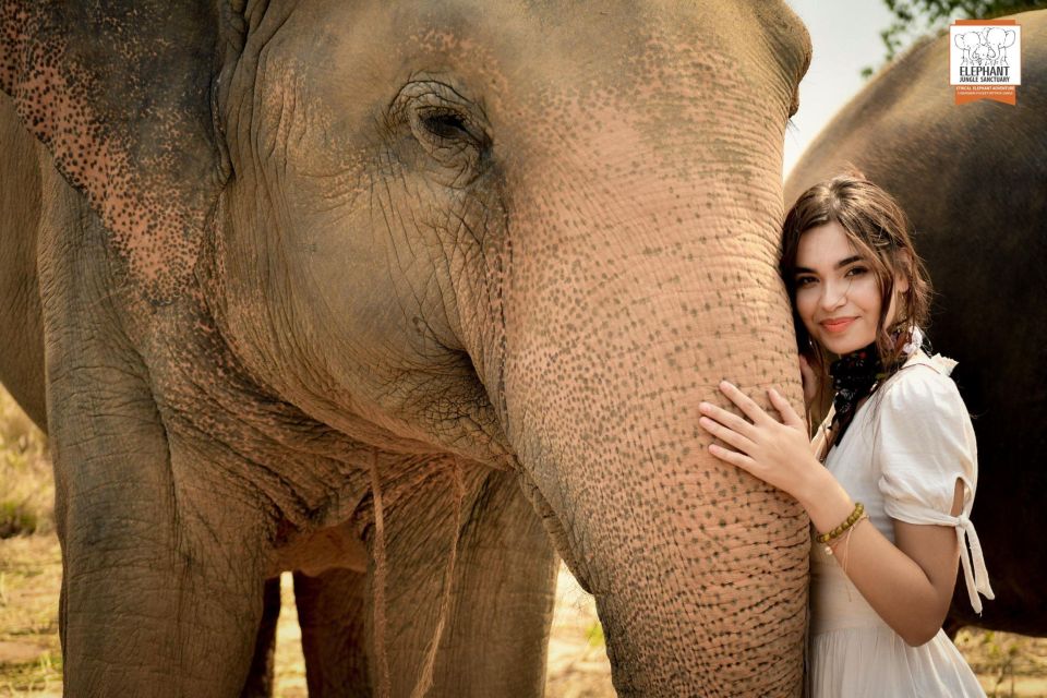 Pattaya: Elephant Jungle Sanctuary Feeding Experience - Transportation and Logistics