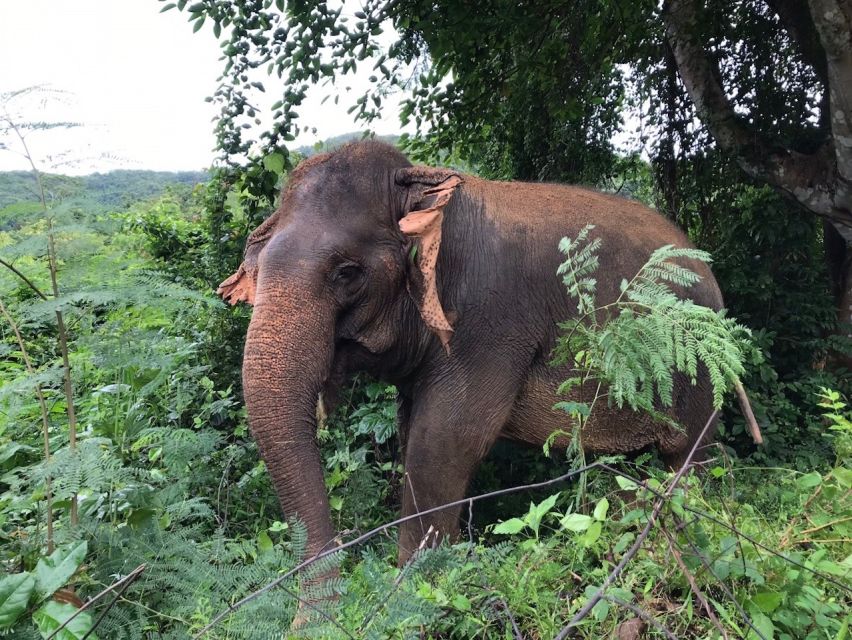 Pattaya : Ethical Elephant Sanctuary Interactive Tour - Ethically-Run Sanctuary