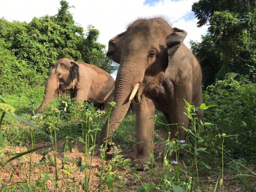 Pattaya : Ethical Elephant Sanctuary Interactive Tour - Walking With Elephants