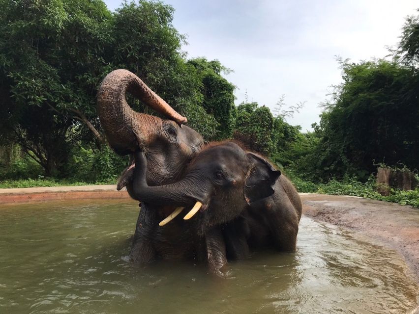 Pattaya : Ethical Elephant Sanctuary Interactive Tour - Observing Elephant Behavior