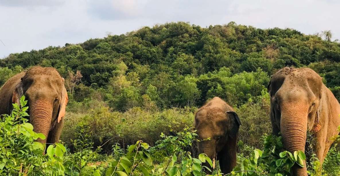 Pattaya : Ethical Elephant Sanctuary Interactive Tour - Included Amenities