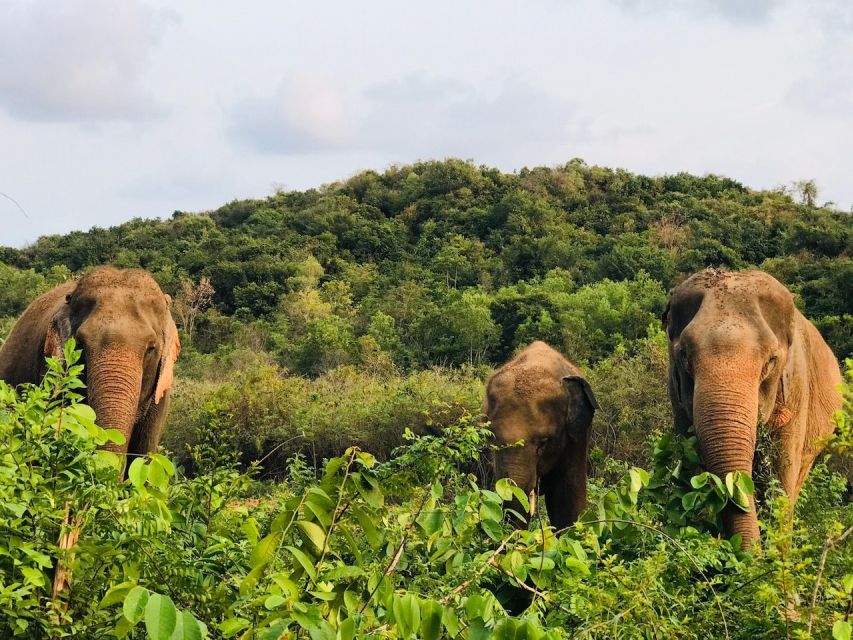 Pattaya : Ethical Elephant Sanctuary Interactive Tour - Frequently Asked Questions