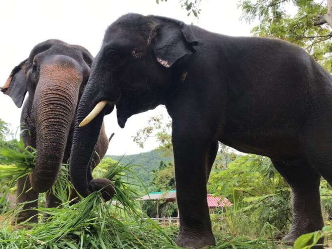Pattaya: Ethical Elephant Sanctuary Interactive Tour - Exploring the Elephant Sanctuary