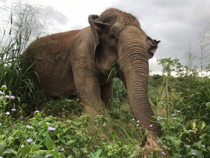 Pattaya: Ethical Elephant Sanctuary Interactive Tour - Interacting With the Gentle Giants