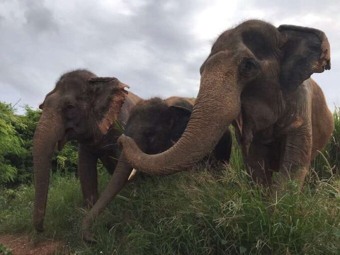 Pattaya: Ethical Elephant Sanctuary Interactive Tour - Taking in Thai Culture and Cuisine