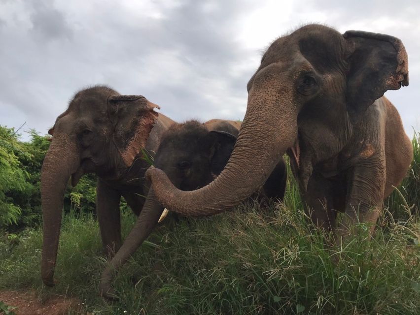 Pattaya: Ethical Elephant Sanctuary Interactive Tour - Key Points