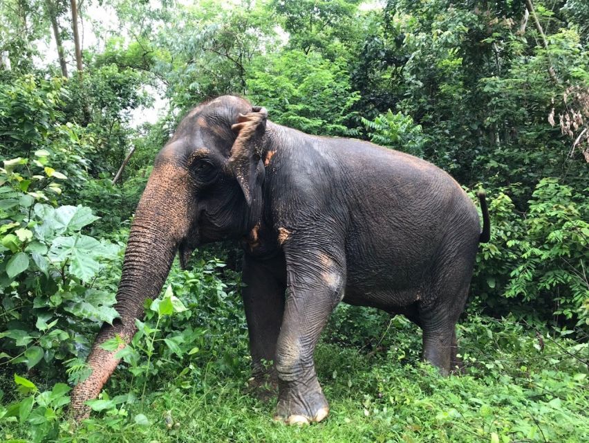 Pattaya: Ethical Elephant Sanctuary Interactive Tour - Elephant Feeding and Nutrition
