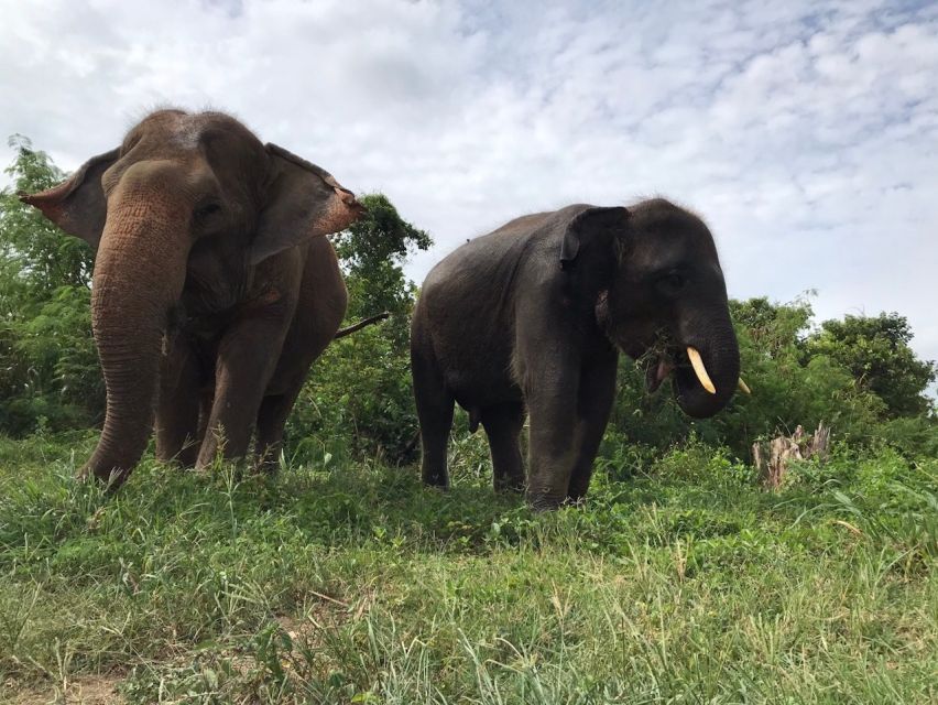 Pattaya: Ethical Elephant Sanctuary Interactive Tour - Traditional Thai Cuisine Sampling