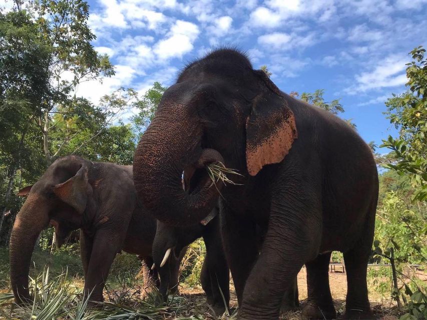Pattaya: Ethical Elephant Sanctuary Interactive Tour - Shared Hotel Transfers and Inclusions