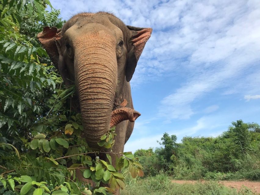 Pattaya: Ethical Elephant Sanctuary Interactive Tour - Booking and Cancellation Policy