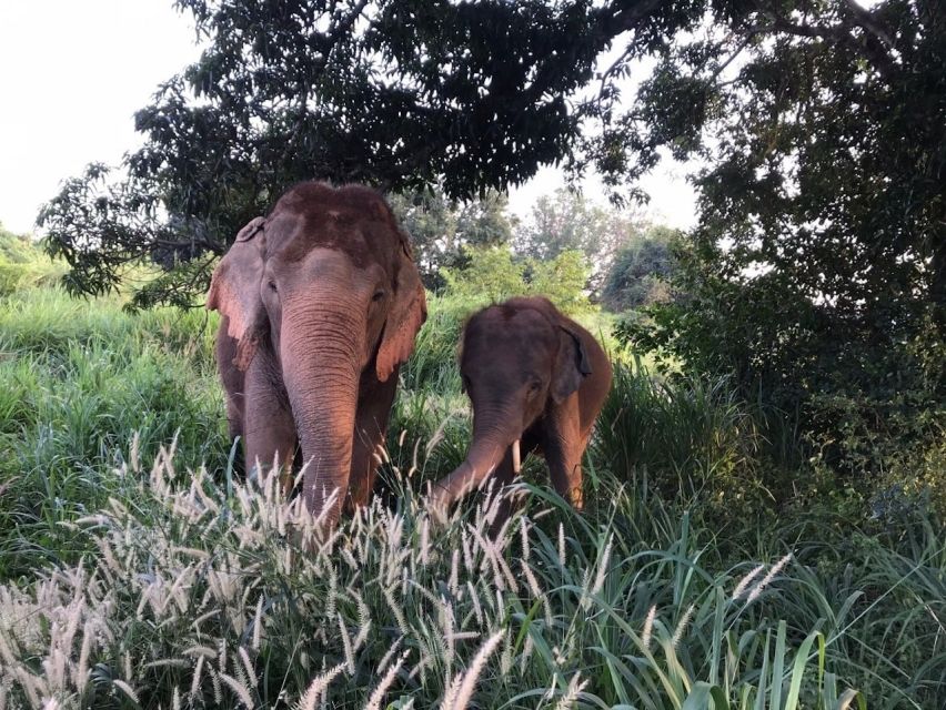 Pattaya: Ethical Elephant Sanctuary Interactive Tour - Frequently Asked Questions